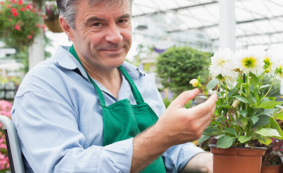 Greenhouse worker in wheelchair